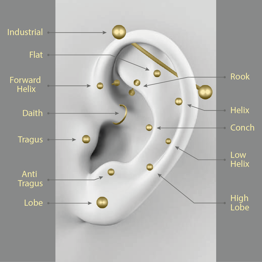tipos de piercing na orelha, lóbulo, hélix, tragus, conch, rook, flat, forward helix, industrial, entre outros — guia visual educativo da loja de piercings Piercepective