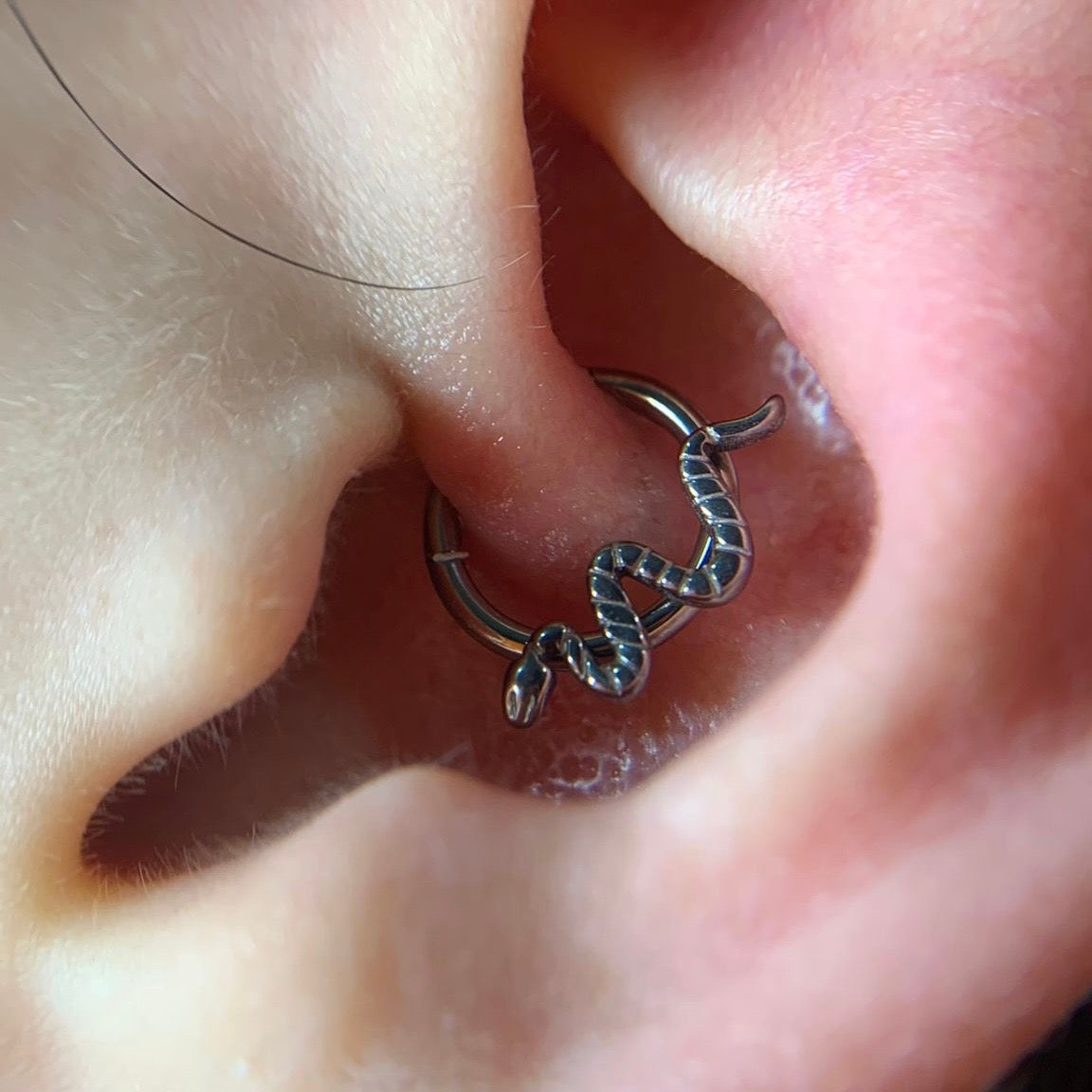 Argola com serpente detalhada em titânio aplicada no daith